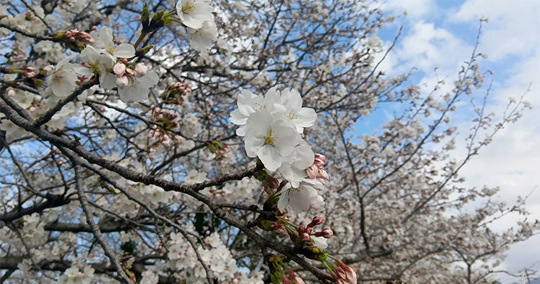 桜イメージ